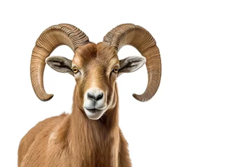 Fotobehang Image of bighorn sheep with beautiful horns on white background. Farm animals. © yod67