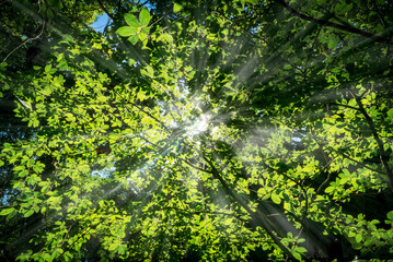 sun rays comming through the leaves 