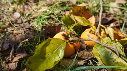 枝ごと落ちた柿の実