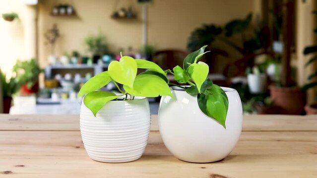 Philodendron brasil variegated and neon lime green heart leaf plants in a white ceramic pots