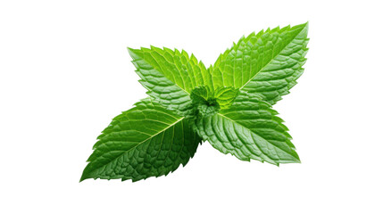 peppermint leaves on the white background