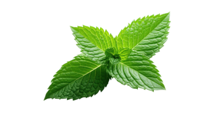peppermint leaves on the white background