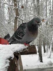 bird in snow