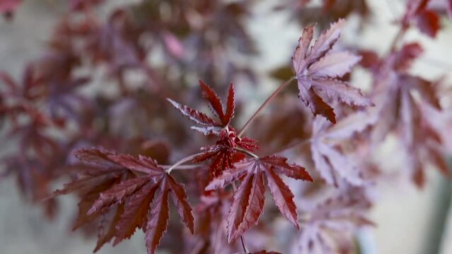 Red hemp Hibiscus acetosella plant