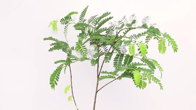 Tamarind indica small tree on white background
