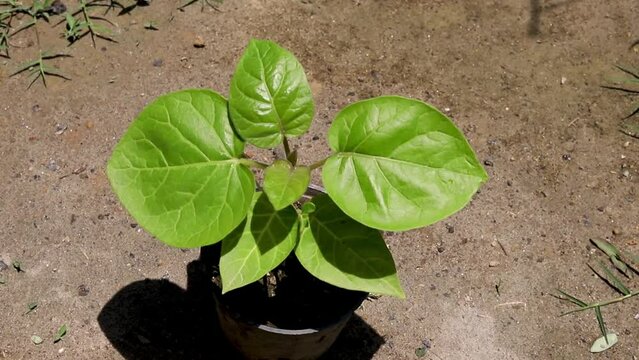 Tamarillo small plant in a plastic pot
