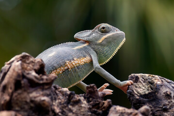 Baby-veiled chameleon on a tree trunk