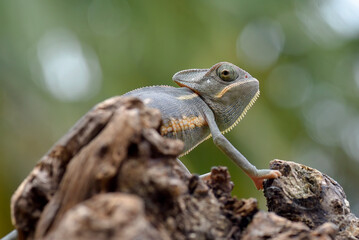 Baby-veiled chameleon on a tree trunk