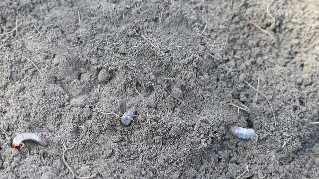 White worms in the earth. Worm farm and compost.
