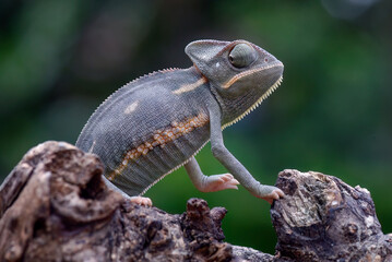 Baby-veiled chameleon on a tree trunk © lunaphotography