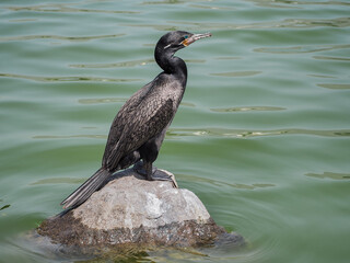 Double crested cormorant bird in a lake