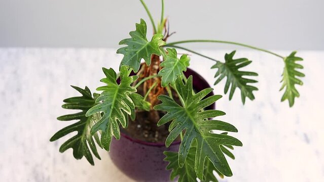 philodendron verrucosum tambillo Philodendron verrucosum Amazon Sunset (medium) main image 0