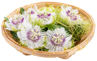 Passion Fruit flower with leaf in bamboo basket isolate on white background , Passion flower medical herb PNG File.