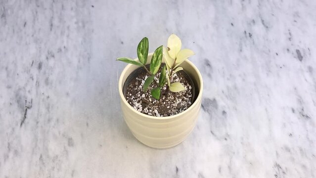 ZZ variegated plant in white ceramic pot
