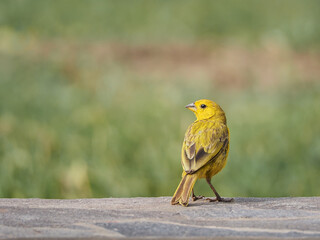 Photograph of a yellow canary in nature. Crithagra flaviventris