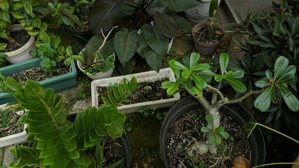 neglected garden
