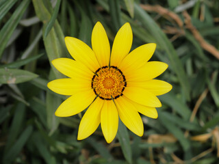 Yellow gazania flower