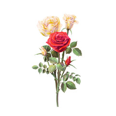 Roses Bouquet Hand Drawn Pencil Illustration Isolated on White