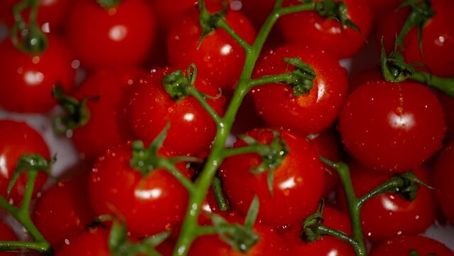 Red cherry tomatoes on a branch, washed with water.