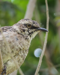 Long tailed Mockingbird in nature