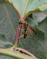 Photograph of a wasp on plants