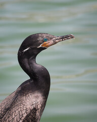 Double crested cormorant bird in a lake