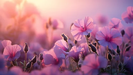 Fotobehang pink flowers wild field on the background of fog, morning view fragrance and coolness of petunia © kichigin19