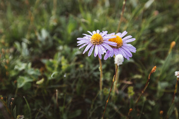 Tatarian Aster flowers blooming in high altitude grassland, China