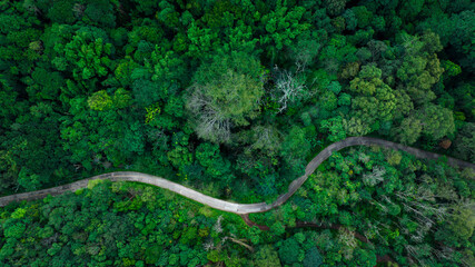 top view of curved road in green forest in the rain season, rural routes connecting city in the north of thailand, Ecosystem and ecology healthy environment concepts,