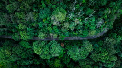 top view of curved road in green forest in the rain season, rural routes connecting city in the north of thailand, Ecosystem and ecology healthy environment concepts,