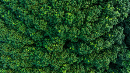 top  view of green forest in the rainy season, complete natural resources and fresh air, green world concept and good health, for background wallpaper - obrazy, fototapety, plakaty