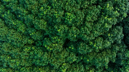 Foto op Canvas top  view of green forest in the rainy season, complete natural resources and fresh air, green world concept and good health, for background wallpaper © SHUTTER DIN