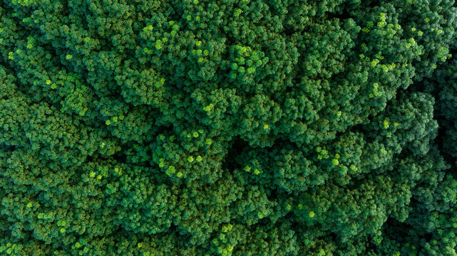 top  view of green forest in the rainy season, complete natural resources and fresh air, green world concept and good health, for background wallpaper