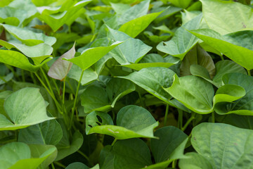 Fototapeta na wymiar Green sweet potato plants in growth at garden