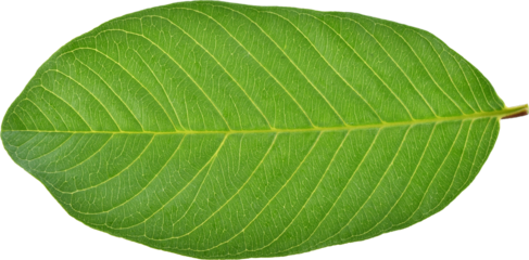 Guava leaf