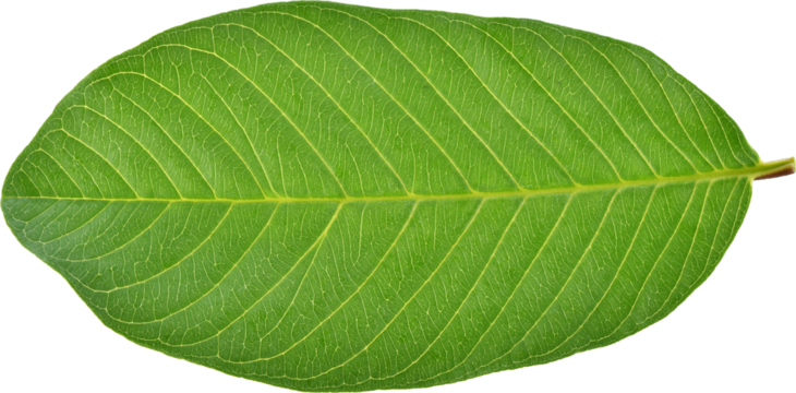 Guava leaf