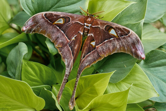 Coscinocera hercules, the Hercules moth