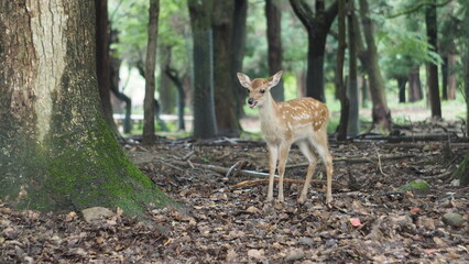 Portrait of a deer in Nara, Japan