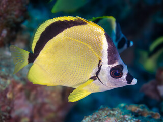 blacknosed butterflyfish