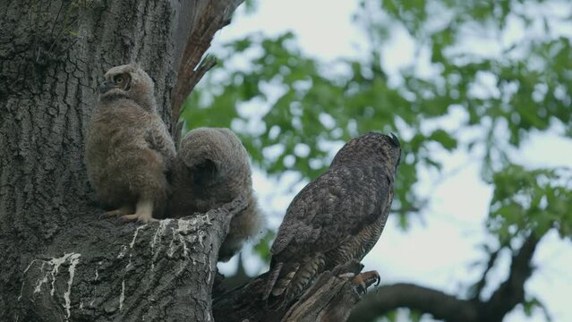 Mother Owl with two babies in nest