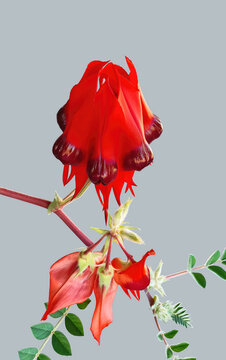 Red Stuart Pea flower on grey background