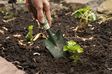 Girl gardener takes care of plants in a flower bed in the garden.