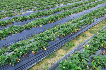 Strawberry fruits in growth in garden