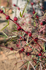 colorful leaves in autumn forest,japan
