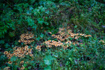  Mushrooms. Honeydew. Honeydew on a tree. Fresh, fragrant honey mushrooms grew on the tree in September.