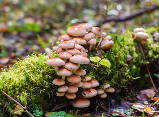  Mushrooms. Honeydew. Honeydew on a tree. Fresh, fragrant honey mushrooms grew on the tree in...