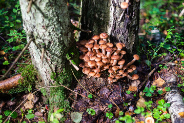  Mushrooms. Honeydew. Honeydew on a tree. Fresh, fragrant honey mushrooms grew on the tree in September.