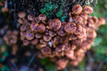  Mushrooms. Honeydew. Honeydew on a tree. Fresh, fragrant honey mushrooms grew on the tree in...