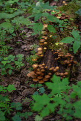  Mushrooms. Honeydew. Honeydew on a tree. Fresh, fragrant honey mushrooms grew on the tree in September.