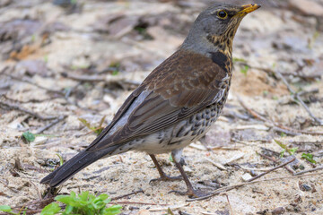 Fieldfare on the ground